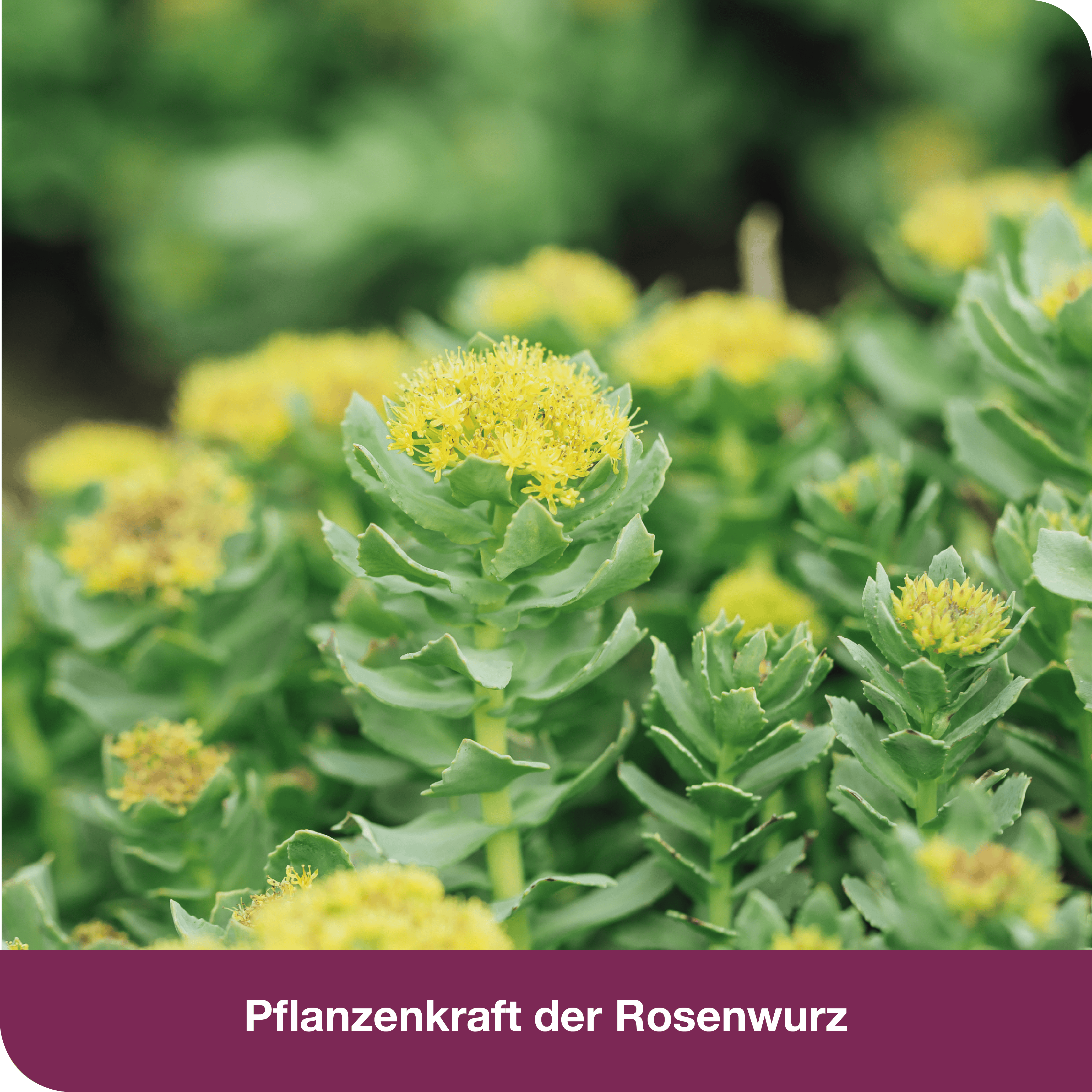 rhodioLoges 200 mg  120 St Filmtabletten