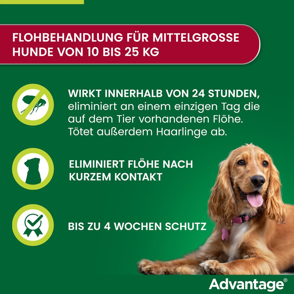 ADVANTAGE 250 HUND 4 St Lösung