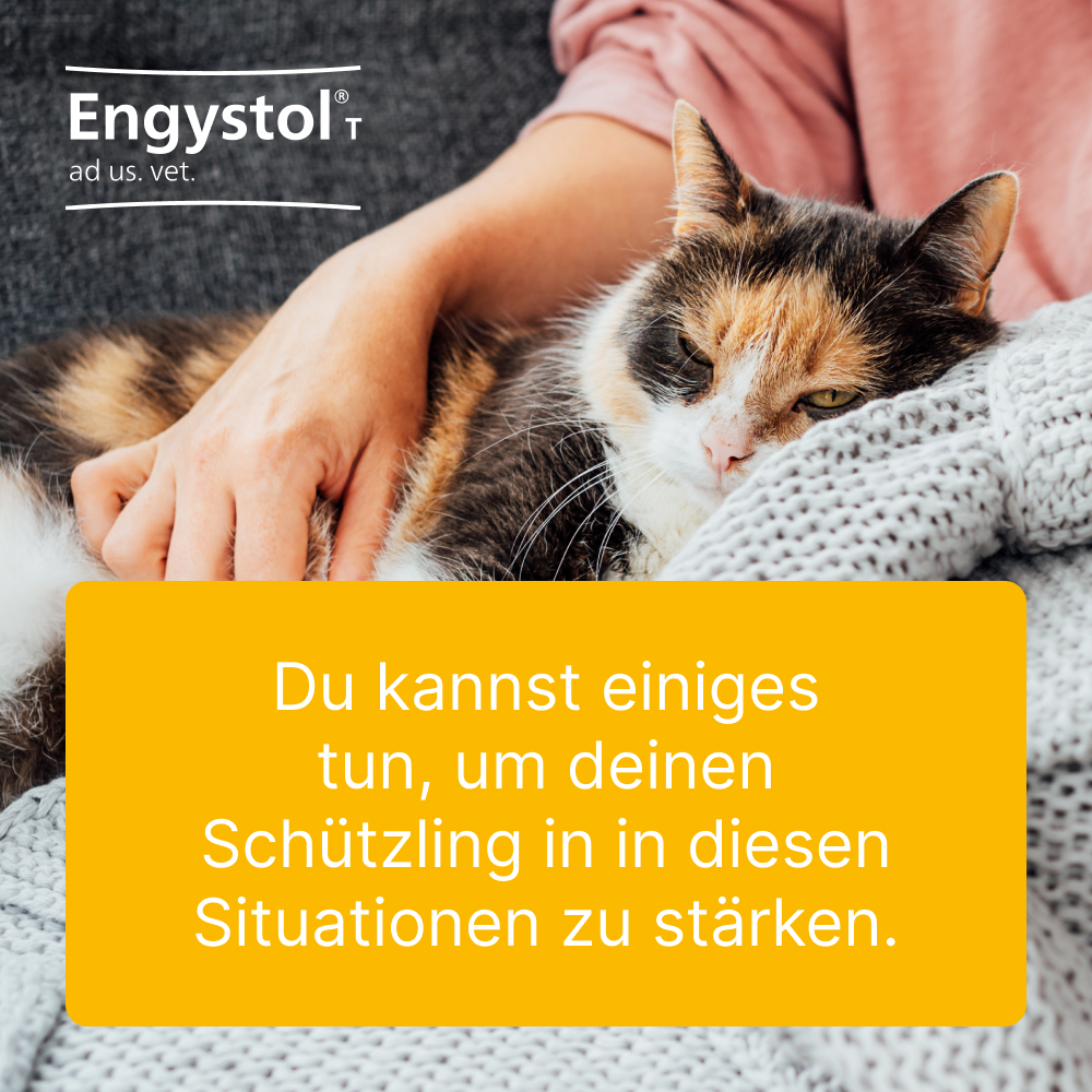 Engystol T ad us. vet. 500 St Tabletten