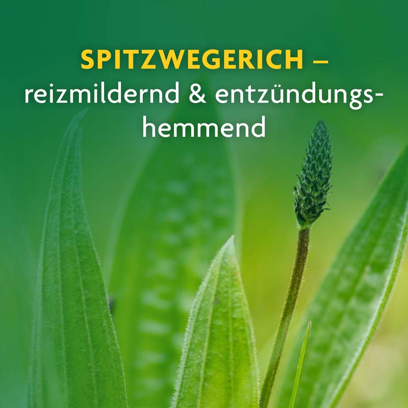 Schoenenberger Naturreiner Heilpflanzensaft Spitzwegerich 200 ml Saft