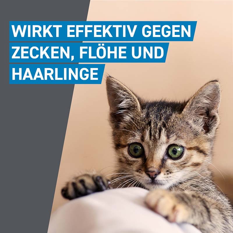 FRONTLINE SPOT-ON gegen Zecken, Flöhe und Haarlinge für Katzen 3 St Lösung