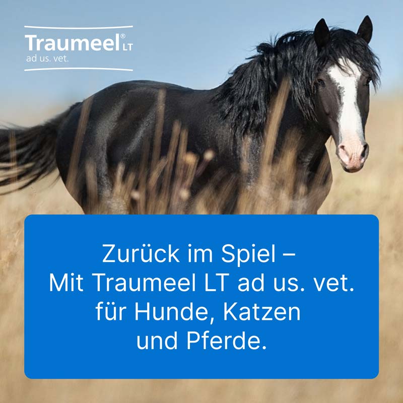 TRAUMEEL LT ad us.vet.Ampullen 50X5 ml Ampullen