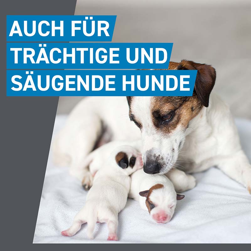 FRONTLINE SPOT ON HUND M gegen Zecken, Flöhe & Haarlinge  6 St Lösung