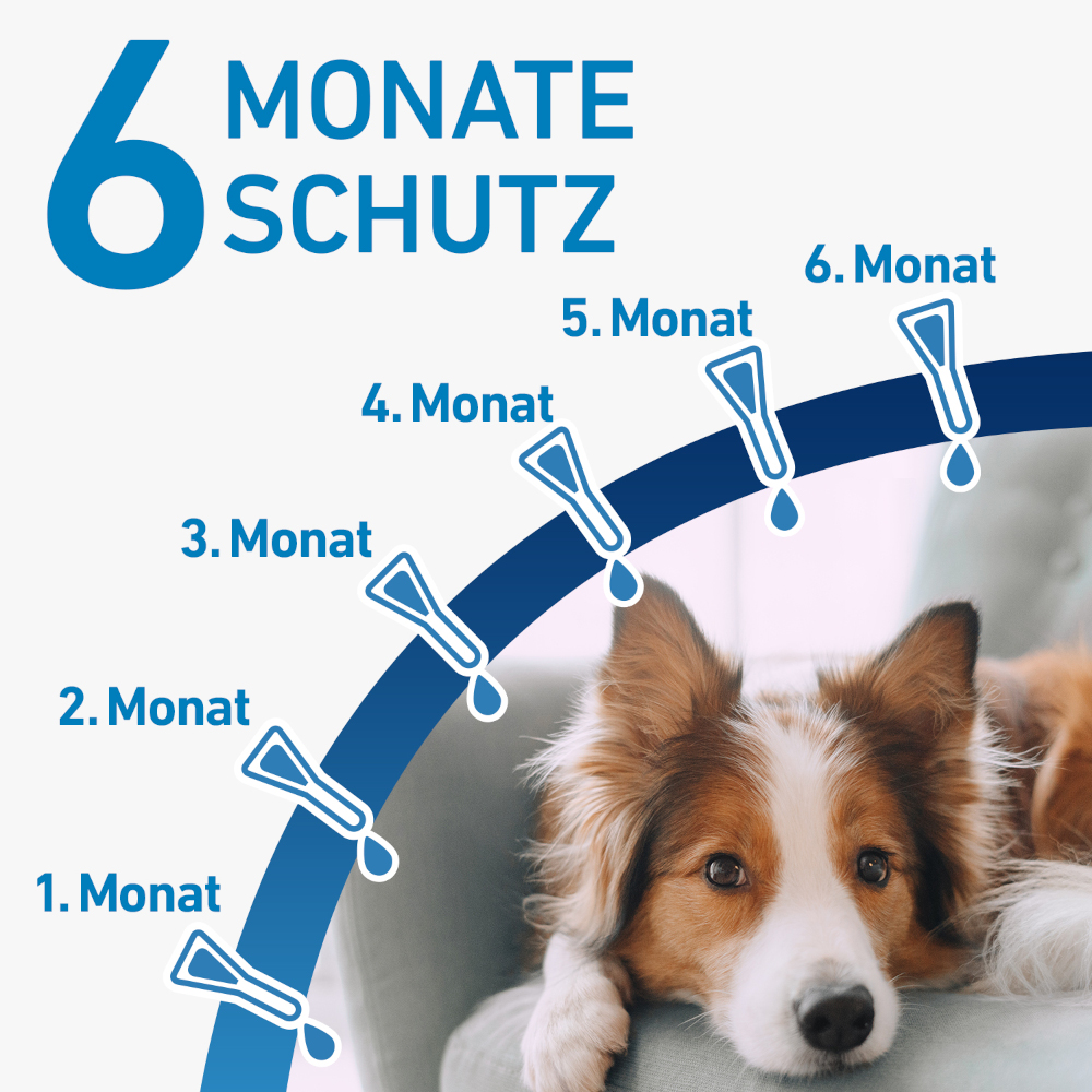 FRONTLINE SPOT-ON für Hunde L (20-40 kg) gegen Zecken, Flöhe und Haarlinge 6 St Lösung