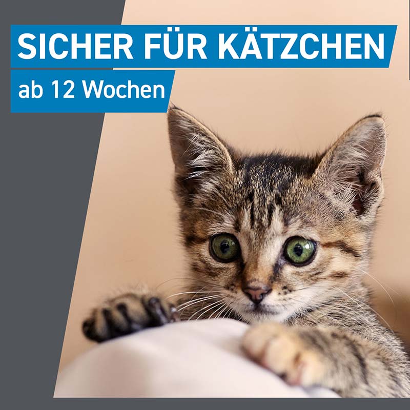 FRONTLINE SPOT-ON gegen Zecken, Flöhe und Haarlinge für Katzen 3 St Lösung