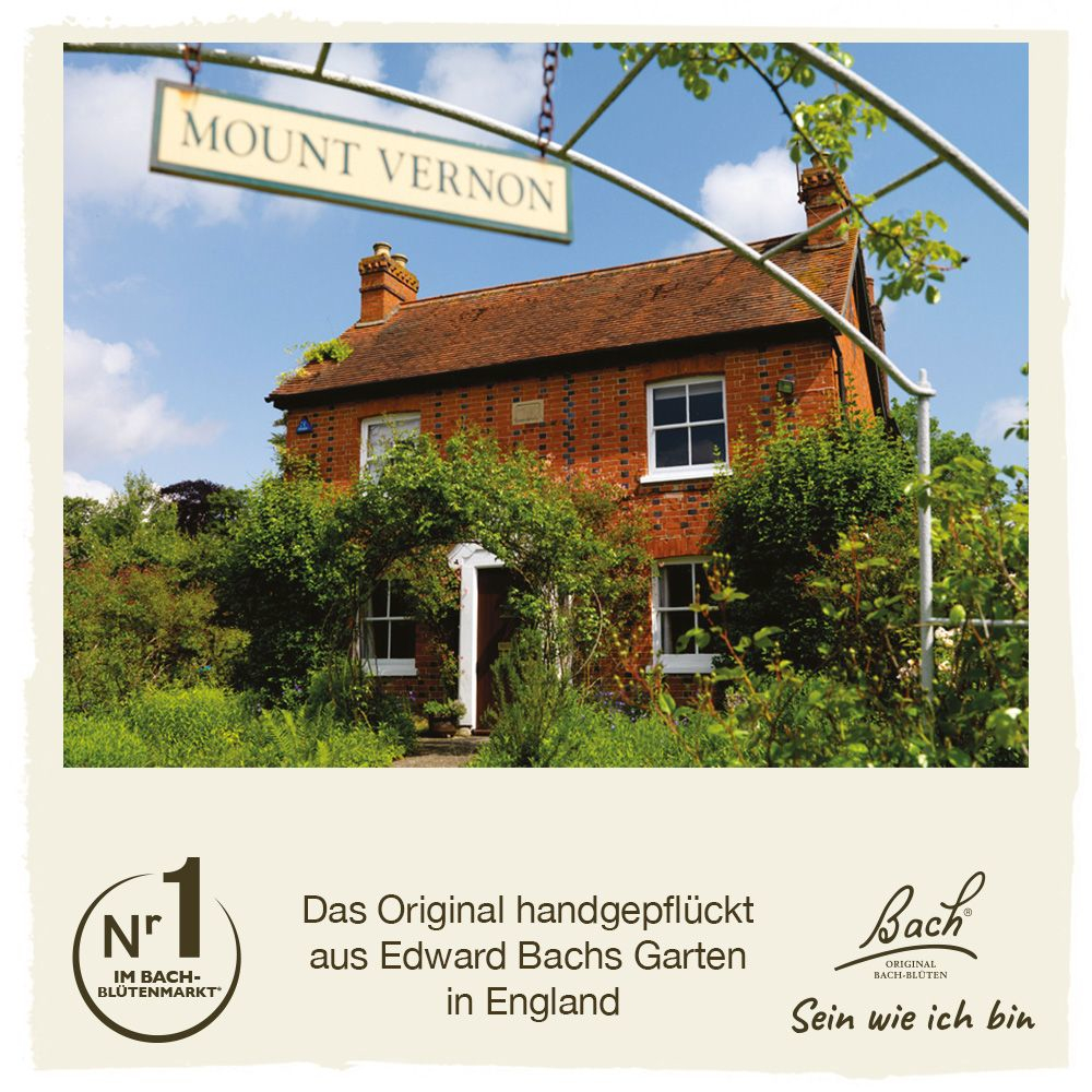 BACHBLÜTEN Original Chicory Nr.8 20 ml Tropfen