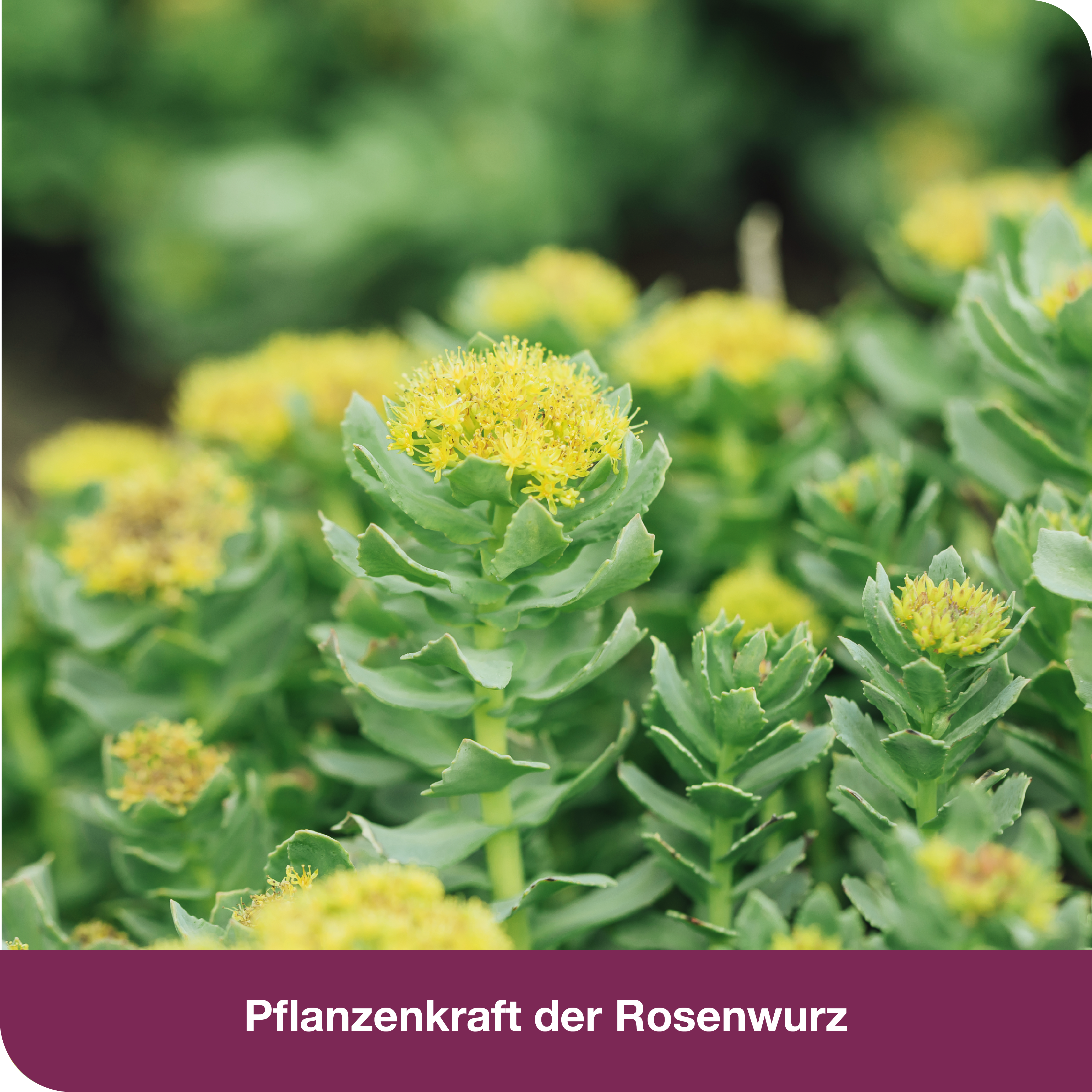 rhodioLoges 200 mg 20 St Filmtabletten
