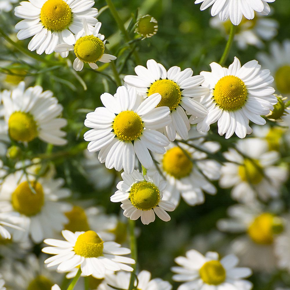 RAUSCH Sensitive Shower Gel mit Kamille 200ml 200 ml Duschgel