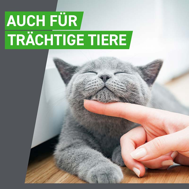 FRONTLINE COMBO 3 Stk. der Kombischutz für Tier und Heim gegen Zecken, Flöhe und Haarlinge bei Katzen und Frettchen 3 St Lösung