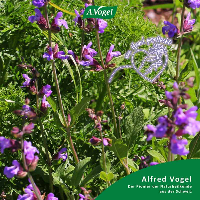 Menosan Salvia A. Vogel 90 St Tabletten