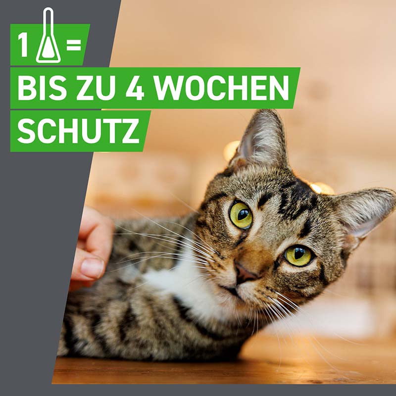 FRONTLINE COMBO 3 Stk. der Kombischutz für Tier und Heim gegen Zecken, Flöhe und Haarlinge bei Katzen und Frettchen 3 St Lösung