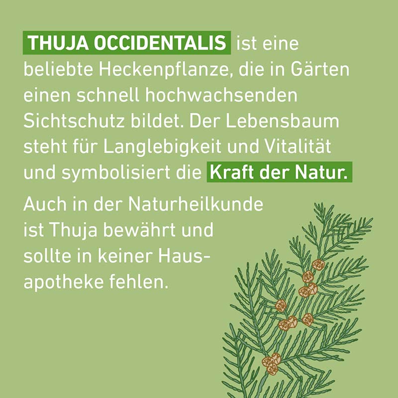 Thuja C30 Globuli Pflüger 10 g Globuli
