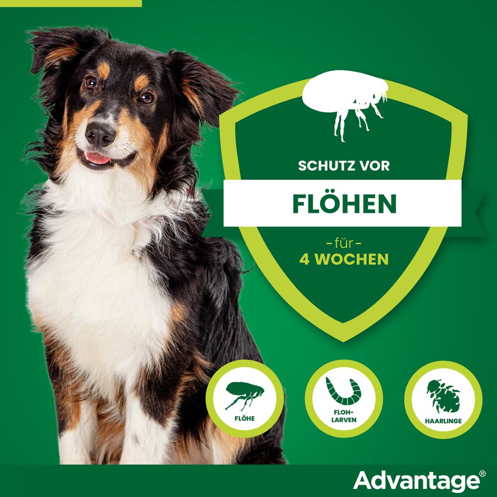 ADVANTAGE 250 HUND 4 St Lösung