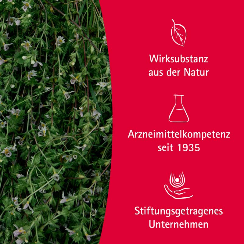WALA Euphrasia Augentropfen 10X0.5 ml Augentropfen