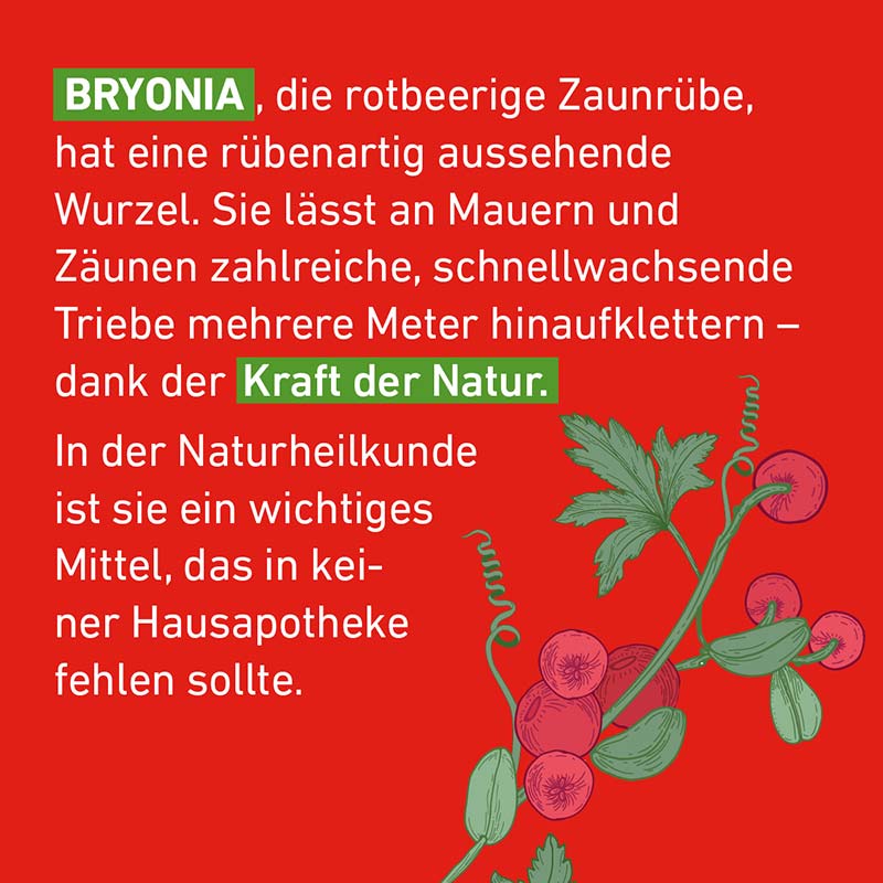 Bryonia D6 Globuli Pflüger 10 g Globuli