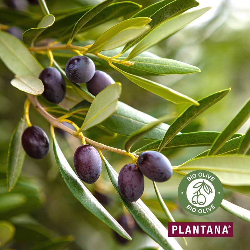PLANTANA KÖRPERCREME OLIVE 500 ml Creme