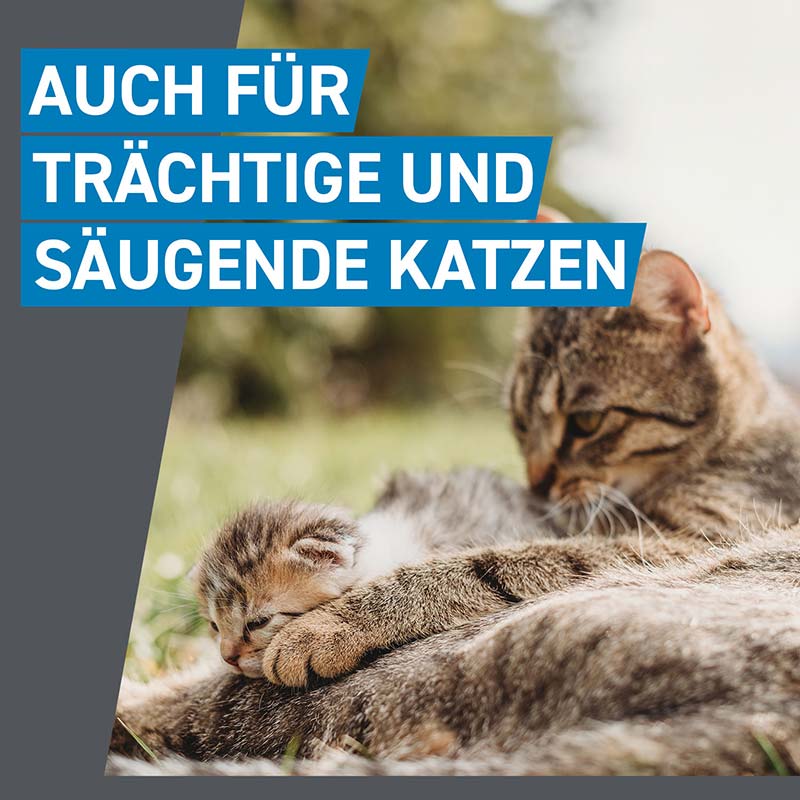 FRONTLINE SPOT-ON gegen Zecken, Flöhe und Haarlinge für Katzen 3 St Lösung