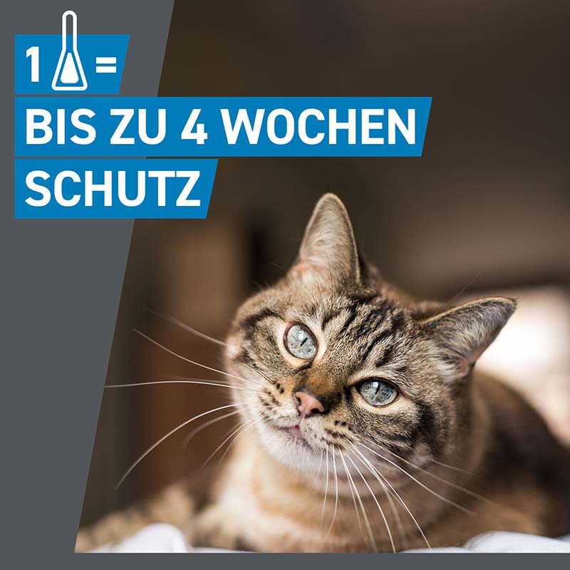 FRONTLINE SPOT-ON gegen Zecken, Flöhe und Haarlinge für Katzen 3 St Lösung