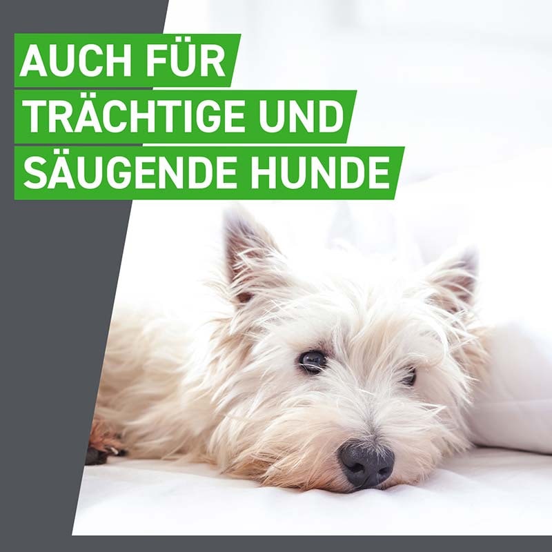 FRONTLINE COMBO gegen Zecken, Flöhe (Flöhe, Eier, Larven, Puppen) für Hunde M (10-20 Kg) 3 St Lösung