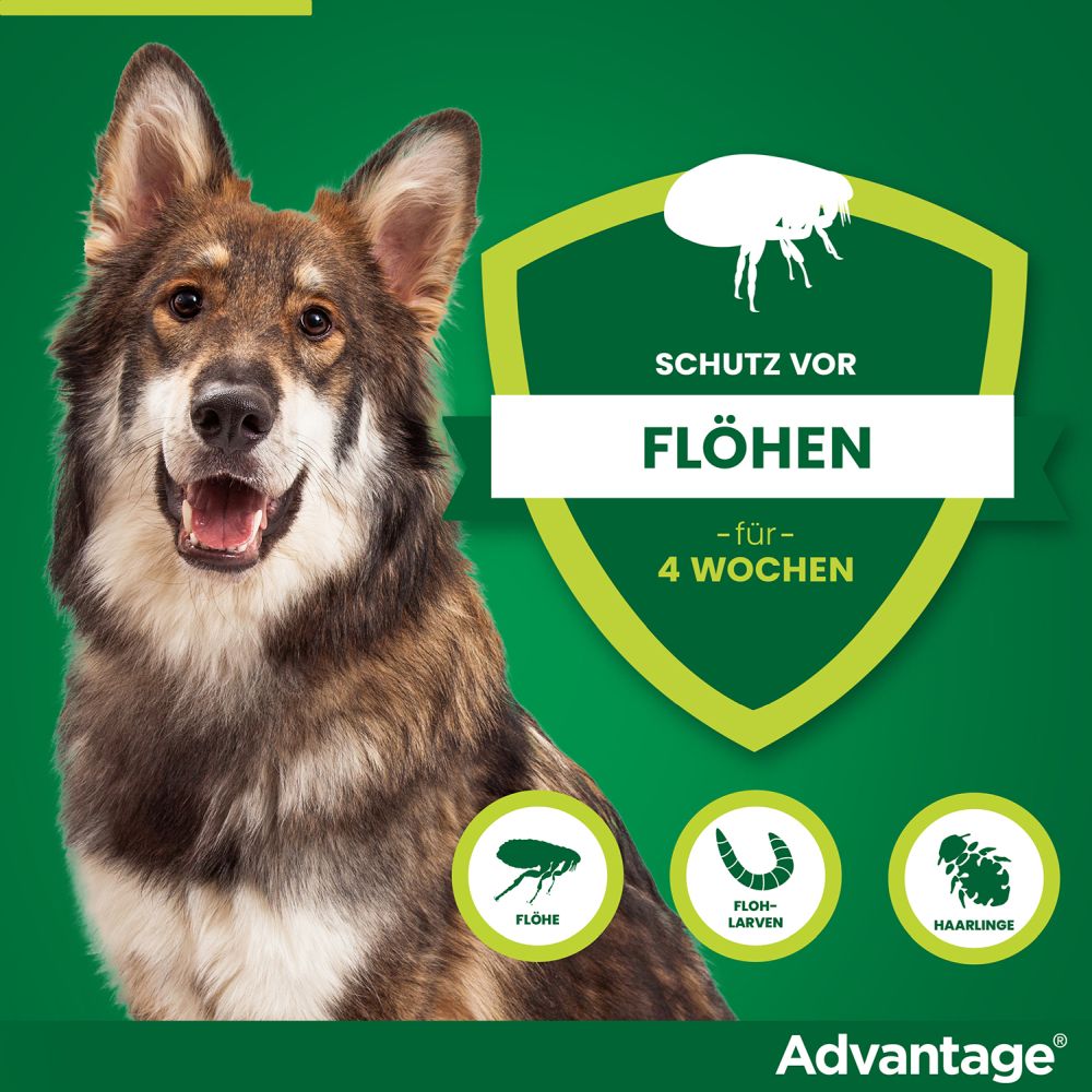ADVANTAGE 400 HUND PIPETTE 1X4 St Lösung