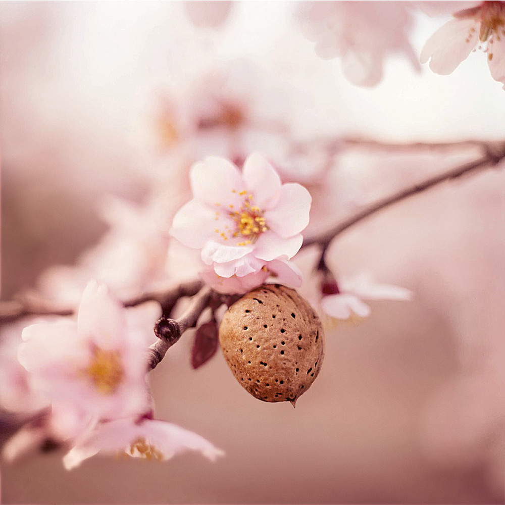 Weleda Brust-Massageöl  50 ml Öl