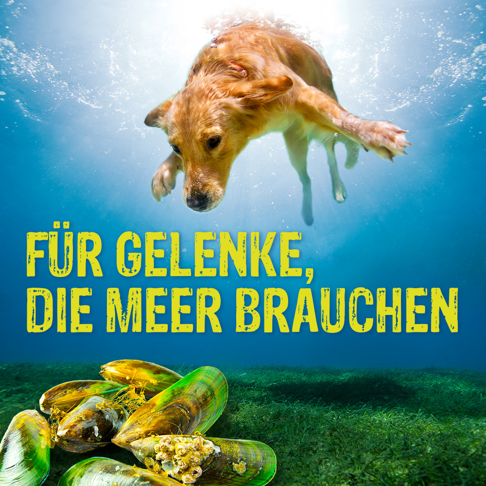 CANOSAN Kautabletten bei Gelenkproblemen Hund mit Grünlippmuschel-Extrakt Gonex 30 St Kautabletten