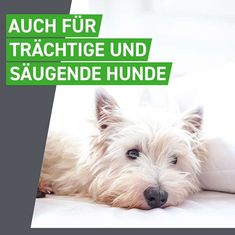 FRONTLINE COMBO gegen Zecken, Flöhe (Flöhe, Eier, Larven, Puppen) für Hunde L (20-40 Kg) 3 St Lösung