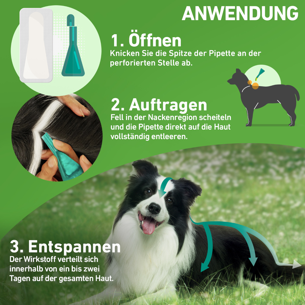 FRONTLINE COMBO gegen Zecken, Flöhe (Flöhe, Eier, Larven, Puppen) bei Hunden XL (40-60Kg) 3 St Lösung