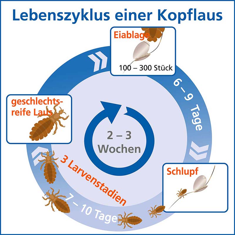 Licener Gegen Kopfläuse Shampoo Maxi-Packung 200 ml Shampoo