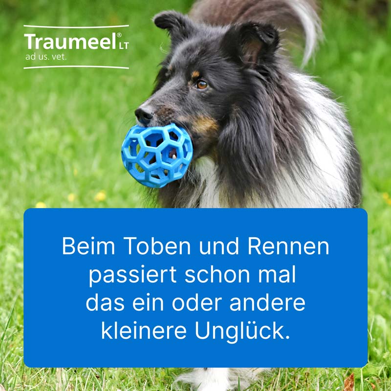Traumeel LT ad us. vet. 100X5 ml Ampullen