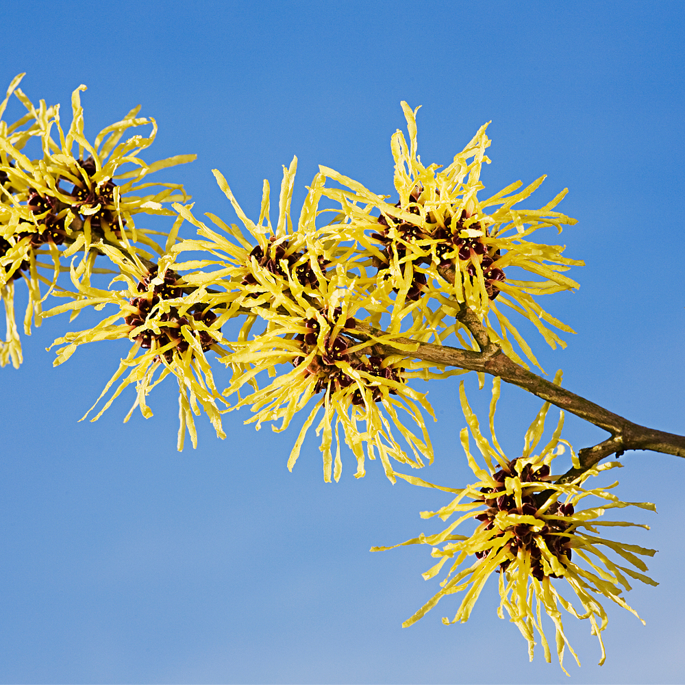 WELEDA 2in1 Erfrischende Reinigung 100 ml Milch