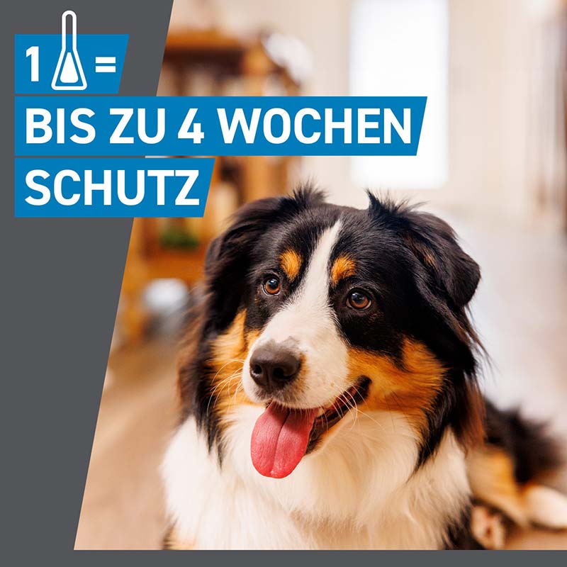 FRONTLINE SPOT ON HUND M gegen Zecken, Flöhe & Haarlinge  6 St Lösung