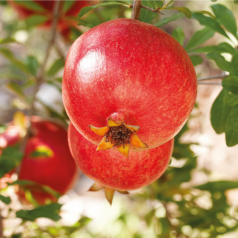 WELEDA Intensiv Handcreme GRANATAPFEL 50 ml Creme