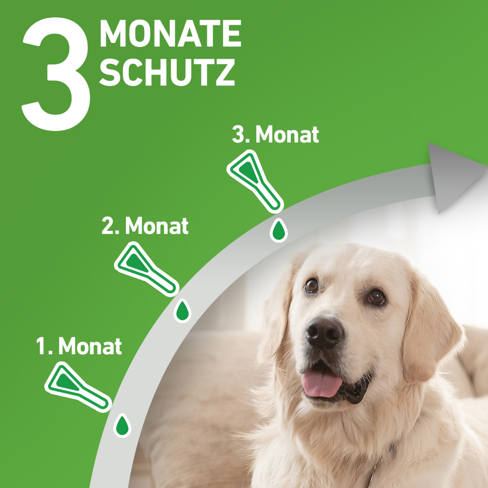 FRONTLINE COMBO gegen Zecken, Flöhe (Flöhe, Eier, Larven, Puppen) bei Hunden XL (40-60Kg) 3 St Lösung