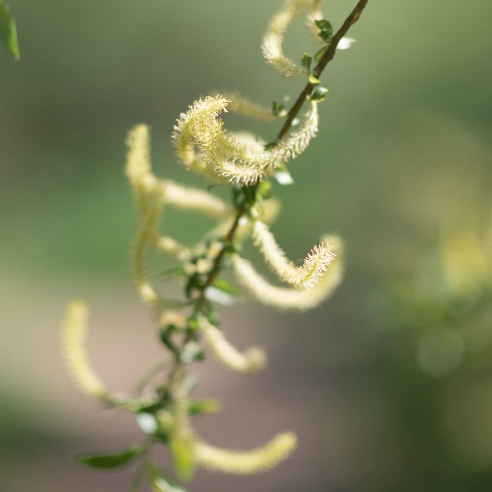 RAUSCH Spezial-Spray mit Weidenrinde 100 ml 100 ml Spray