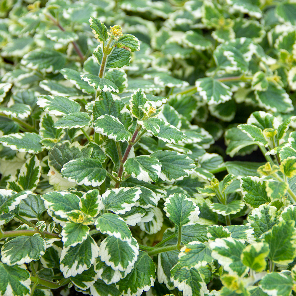 Dr. Jacob's Boswellia MSM forte Weihrauch Schwefel OPC