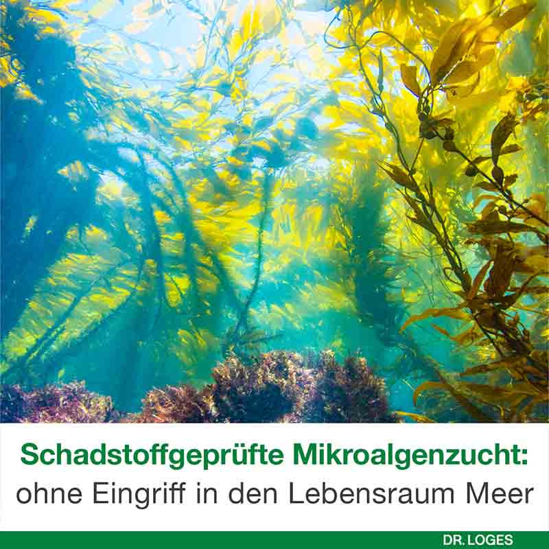 omega3-Loges pflanzlich 60 St Kapseln