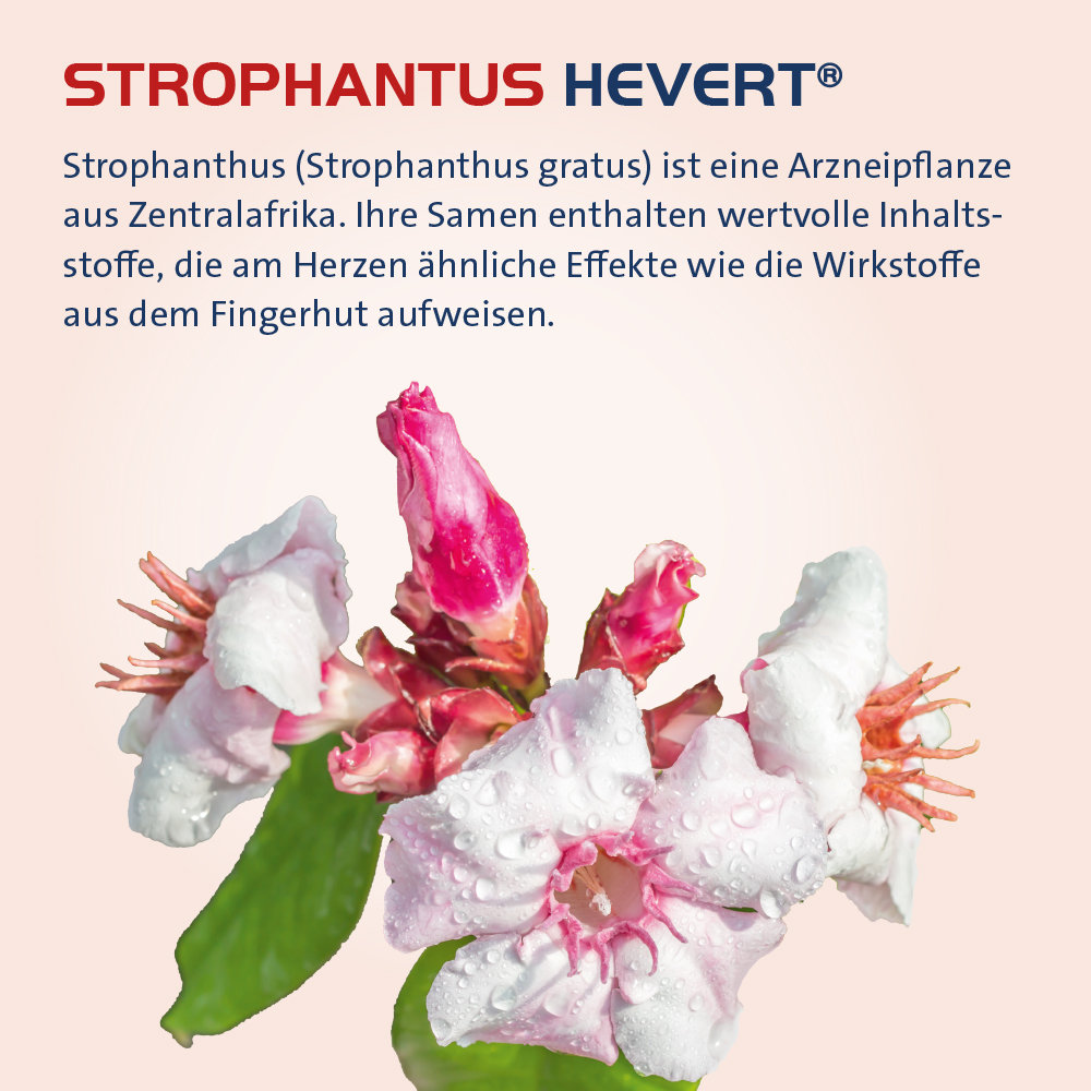 STROPHANTHUS HEVERT 30 ml Tropfen