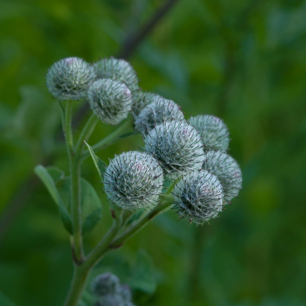 RAUSCH Original Haartinktur 200 ml 200 ml Tinktur