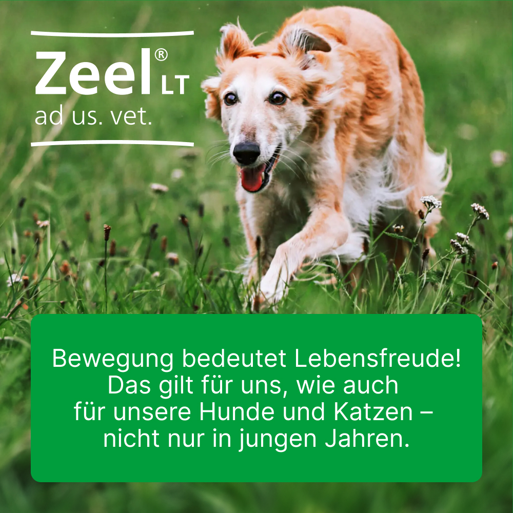 Zeel LT ad us. vet. 500 St Tabletten