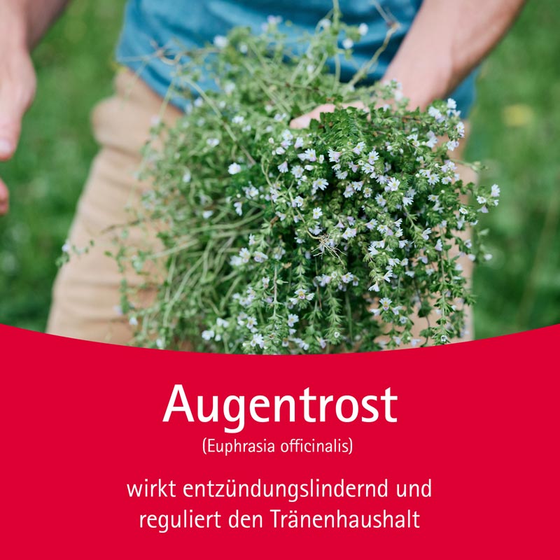 WALA Euphrasia Augentropfen 10X0.5 ml Augentropfen