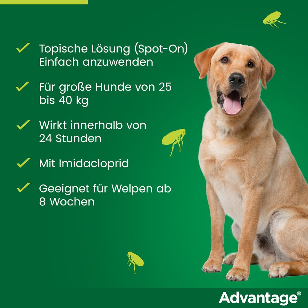 ADVANTAGE 400 HUND PIPETTE 1X4 St Lösung
