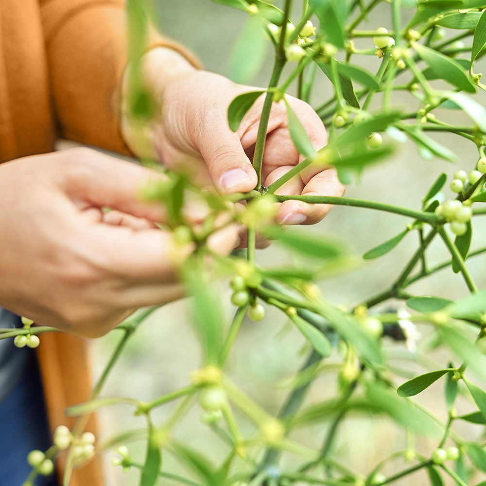 HELIXOR A Serienpackung IV Ampullen 4X7 St Ampullen