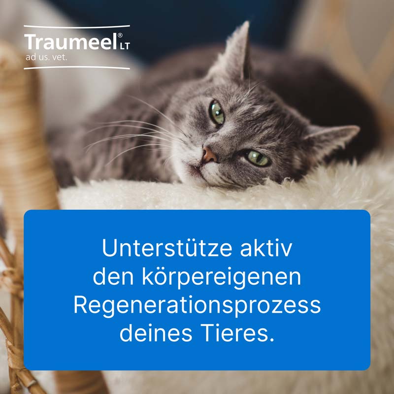 Traumeel LT ad us. vet. 100X5 ml Ampullen
