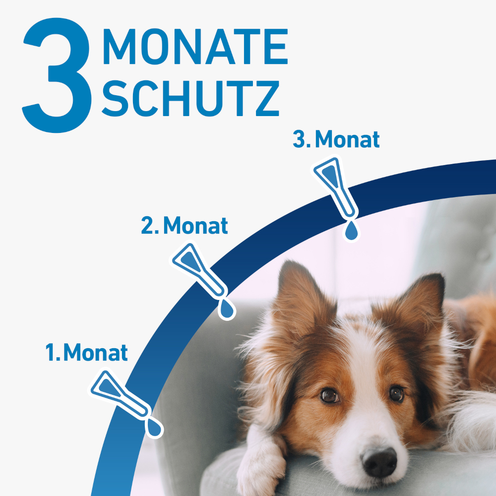 FRONTLINE SPOT-ON gegen Zecken, Flöhe und Haarlinge für Hunde L (20-40 kg)  3 St Lösung