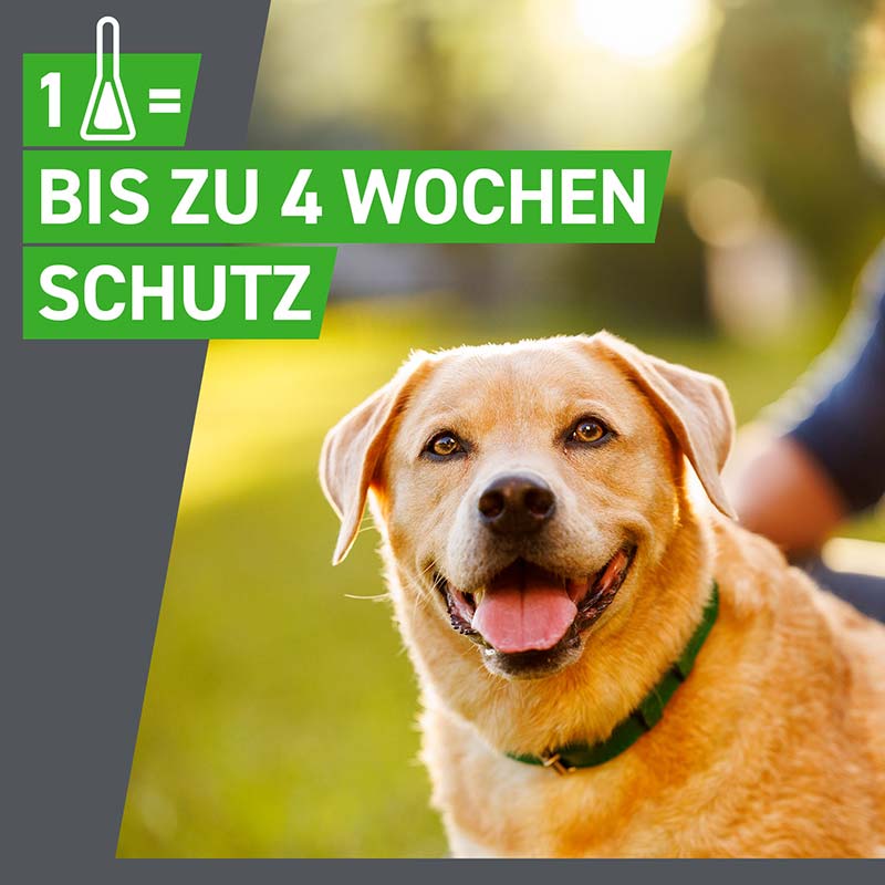 FRONTLINE COMBO gegen Zecken, Flöhe (Flöhe, Eier, Larven, Puppen) für Hunde L (20-40 Kg) 3 St Lösung